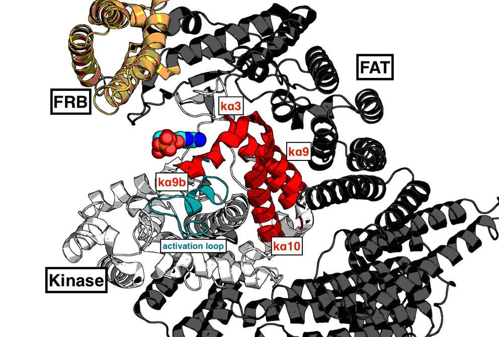 mTOR domains: Kinase, FAT, and FRB, with ATP bound
